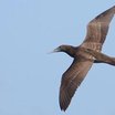 Brown Booby